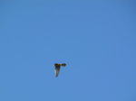 SX01603 Bird of pray hovering [Kestrel - Falco Tinnunculus].jpg
